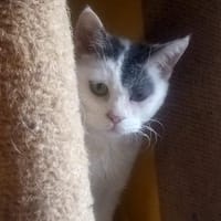KITTY braucht Zuhause, Katze zur Adoption