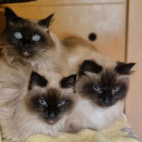 Diese drei wunderschönen, lieben, Kater zur Adoption