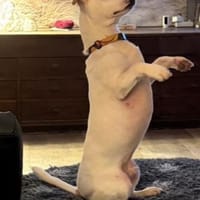 Manolo Menschenfreund /82284, Hund zur Adoption