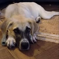 Lana sensible Schönheit sucht ihr Zuhaus, Hündin zur Adoption