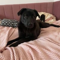 Yana, zarte Schönheit sucht ...., Hündin zur Adoption