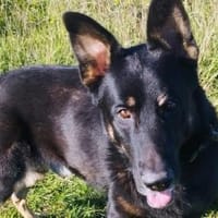 Freddy braucht euch dringend, Hund zur Adoption