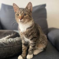 Schmusekater Pepe sucht seine Familie, Kater zur Adoption