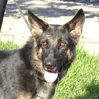 DONNA hat einen Wunsch, Hündin zur Adoption