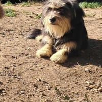 Wuschl, der Name ist Programm, Hund zur Adoption