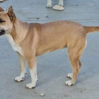 Doina liebt Menschen über alles, Hündin zur Adoption