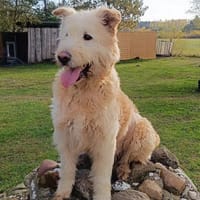 Messi - Toller Charakterhund, Hund zur Adoption