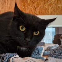 Baghira, Katze zur Adoption