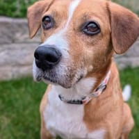 Lucero endlich ist er in Sicherheit, Hund zur Adoption