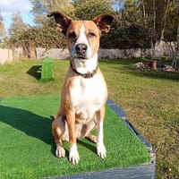 Rina - sportlich und aktiv, Hündin zur Adoption