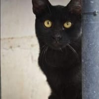 Buddy wäre ein prima Familienkater!, Kater zur Adoption