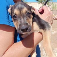 Marco im Tierheim Ransbach-Baumbach, Hund zur Adoption