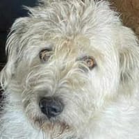 Maja, wie eine große Schneeflocke 🐾, Hündin zur Adoption