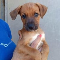 Mario im Tierheim Ransbach-Baumbach, Hund zur Adoption