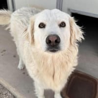 Bianca, Pflegestelle in Hessen, Hündin zur Adoption