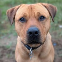 Boomer, Hund zur Adoption