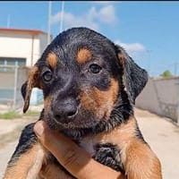 Michela im Tierheim Ransbach-Baumbach, Hündin zur Adoption