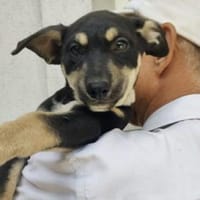 Padma 40 cm (Okt 25) Pflegestelle, Hündin zur Adoption