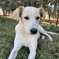 Morgana, Pflegestelle in Bayern, Hündin zur Adoption