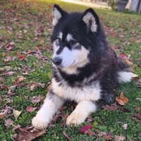 Pipo CAA14333, chien à adopter