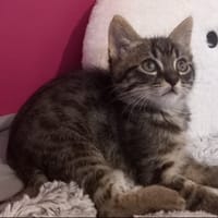 Balzac, chat à adopter
