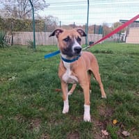 LILAS PAA23087, chienne à adopter