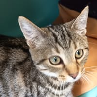 SUGAR RUSH C, chat à adopter