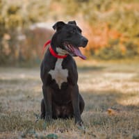 kaino, chien à adopter