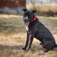 kaino, chien à adopter