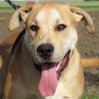 PACO, chien à adopter