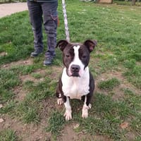 MINI PAA23088, chienne à adopter