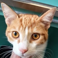 KNOCK KNOCK C, chat à adopter