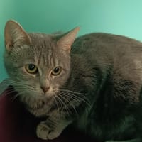 BOOM C, chatte à adopter