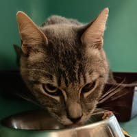 EDGAR C, chat à adopter