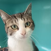 TANKA C, chatte à adopter