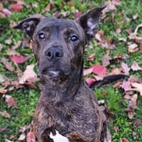 Theo CAA14328, chien à adopter