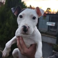 Melon CAA14327, chien à adopter