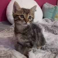 Basile, chat à adopter