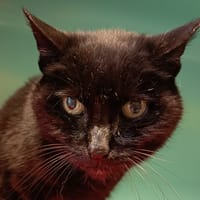 WAKAN C, chatte à adopter