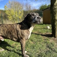 JUMP, chien à adopter