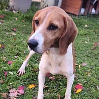 Store CAA14335, chienne à adopter
