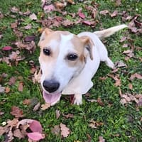 Moustique CAA14329, chien à adopter