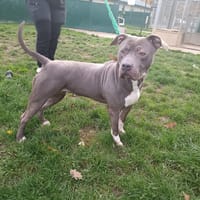 NINA PAA23089, chienne à adopter