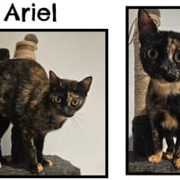 ARIEL, chatte à adopter