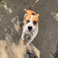 CRATOS, chien à adopter