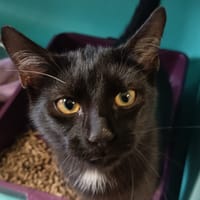 SMOKY C, chat à adopter