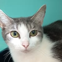 KALAHARI C, chatte à adopter