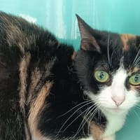 EMBER C, chatte à adopter