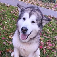 Padme CAA14332, chienne à adopter