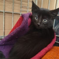 Platane, chat à adopter